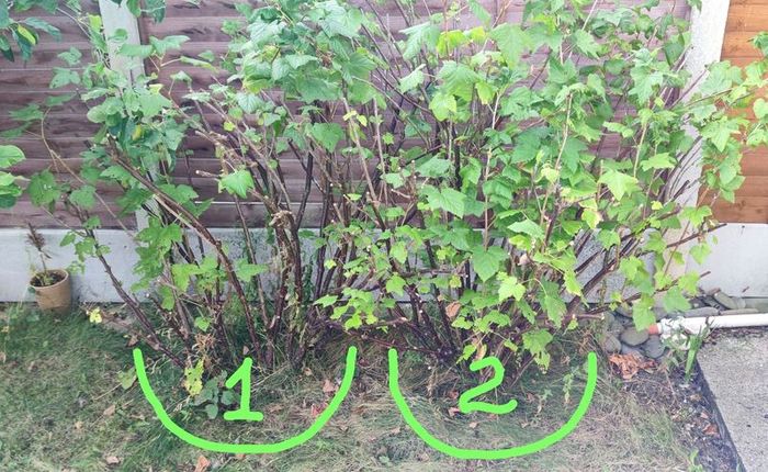 Blackcurrant Plants