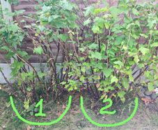 Blackcurrant Plants