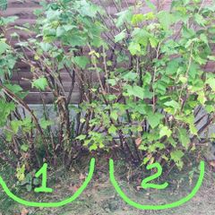 Blackcurrant Plants