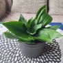 Sansevieria Hahnii with offsets in cute pot Image 8