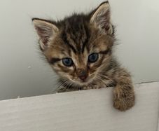 Male kittens to good home