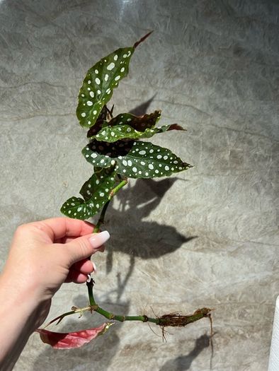plant Polka Dot Begonia
