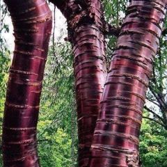 Large Potted Trees and Planting service.