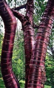 Large Potted Trees