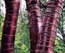 Large Potted Trees