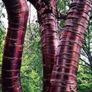 Large Potted Trees 8 to 12 feet tall Image 3