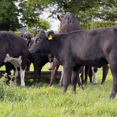 16 super runners for sale 150kg