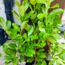 Premium 3 Foot Tall Cherry Laurel Image 4