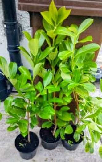 Premium 3 Foot Tall Cherry Laurel