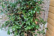 XL evergreen jasmine on metal frame
