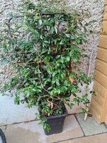 XL evergreen jasmine on metal frame