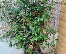 XL evergreen jasmine on metal frame