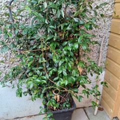 XL evergreen jasmine on metal frame