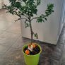 Orange tree Image 2