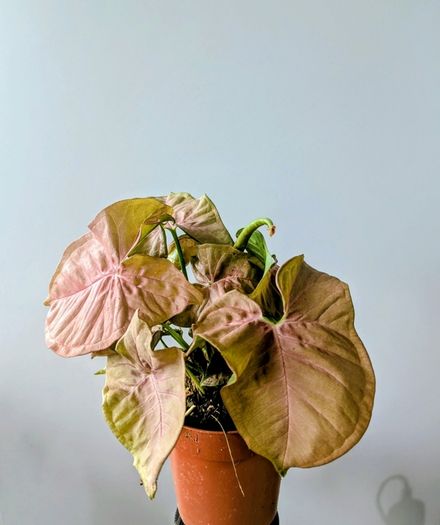 Syngonium Neon Robusta Plant