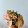 Syngonium Neon Robusta Plant Image 3