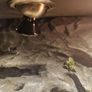 Leopard gecko terrarium Image 5