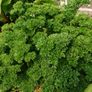 Curled Parsley Seeds Image 2