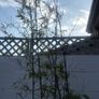 bamboo tree Image 2