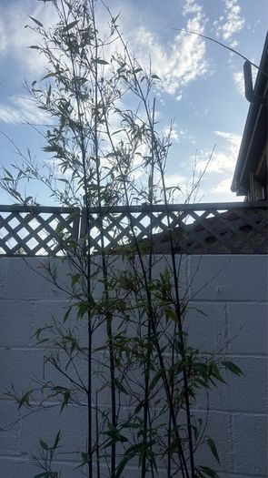 bamboo tree
