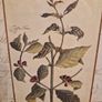 Framed Botanical print - Coffee tree Image 2