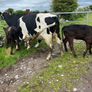 2 suckler cows + 2 calfs Image 7