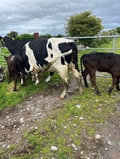 2 suckler cows + 2 calfs