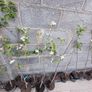 Apple trees in a pot Image 2