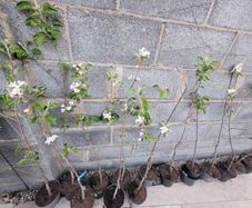 Apple trees in a pot