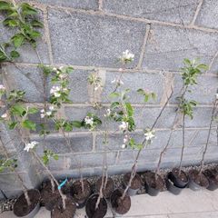 Apple trees in a pot
