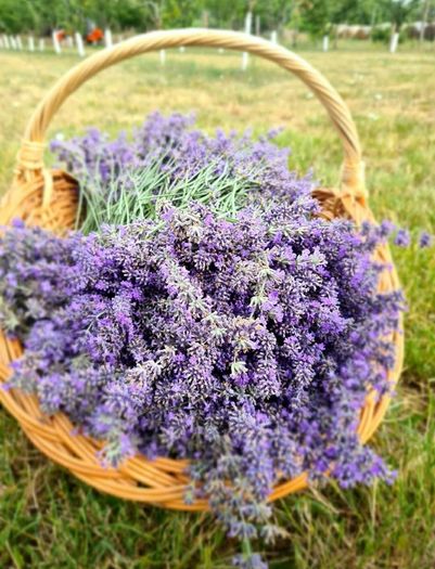 health and beauty Lavanda Essential oil and Lavanda Water toner