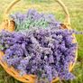 health and beauty Lavanda Essential oil and Lavanda Water toner Image 3