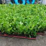 Laurel Hedging Image 9