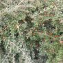 30 Cotoneaster Horizontalis Plants Image 3