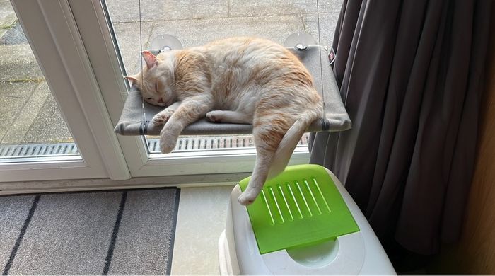 cat bed (bird watching chillaxing window lounge bed)