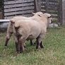 Hampshire Down  Pure bred rams and Cross bred rams Image 3