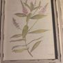 Framed Water Coloer  And Signed Hebe By Natalie Taylor Image 2