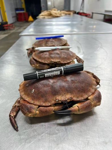 brown crabs , lobsters  , razor clams