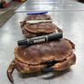 brown crabs , lobsters , crayfish , razor clams Image 9