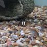 Tropical Fish Image 2