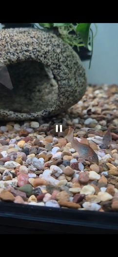 Tropical Fish