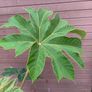 Tetrapanax papyrifer (Rice Paper Plant) Image 3