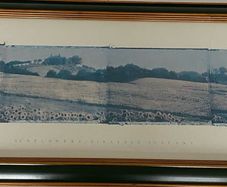Framed  picture - Sunflowers Tuscany
