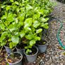 Two Foot Griselina Hedging Plants Image 9