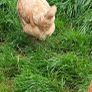 Hens Image 3