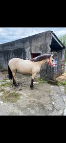 Connemara Filly