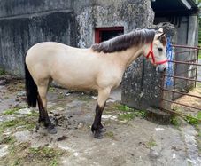 Connemara Filly