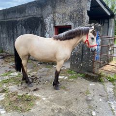 Connemara Filly