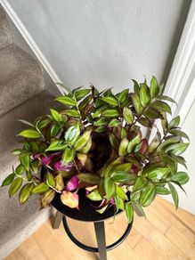 Tradescantia plant