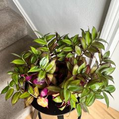 Tradescantia plant